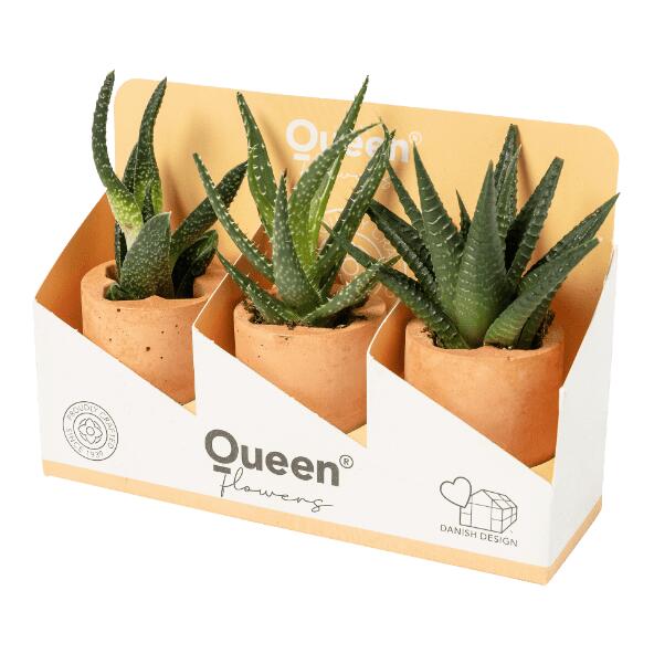 Vetplantenmix, 3 st.