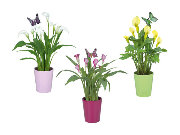 Calla in vaso (solo nella Svizzera tedesca)