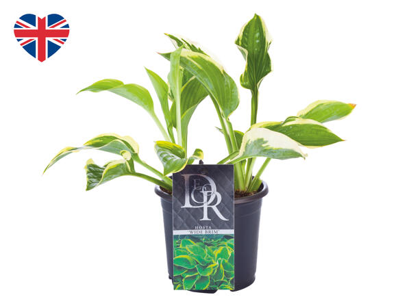 British Hosta