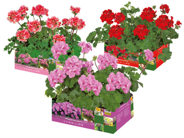 Geranien stehend 6er-Tray