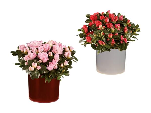 Cyclamen et azalée dans un pot en céramique