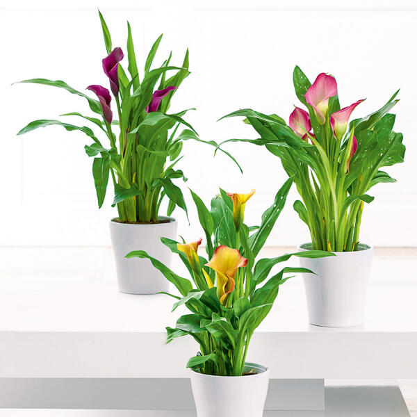 Calla "Zantedeschia"