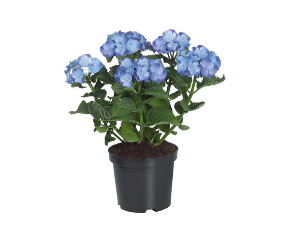 Gartenhortensie