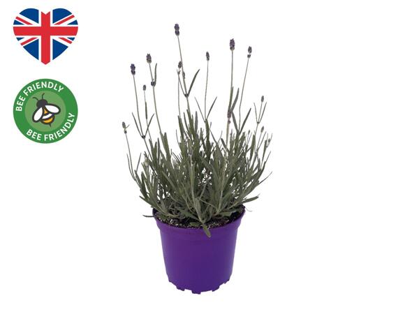 English Lavender