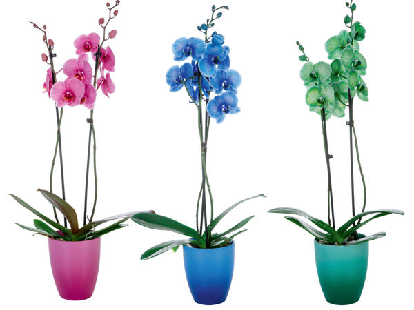 Orchidee Royal in Keramik
