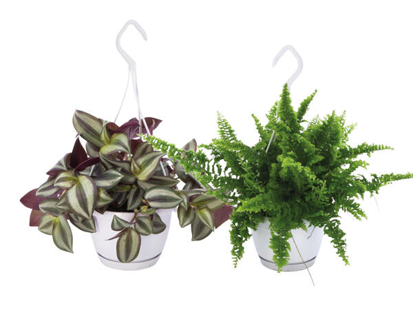 Green Hanging Plants