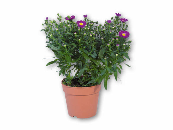 Asters