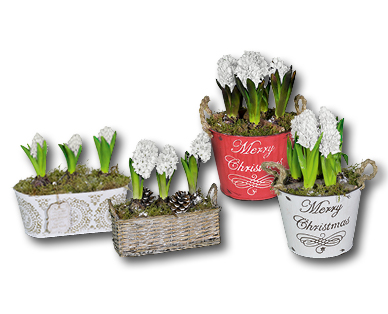 Compositions florales de jacinthes