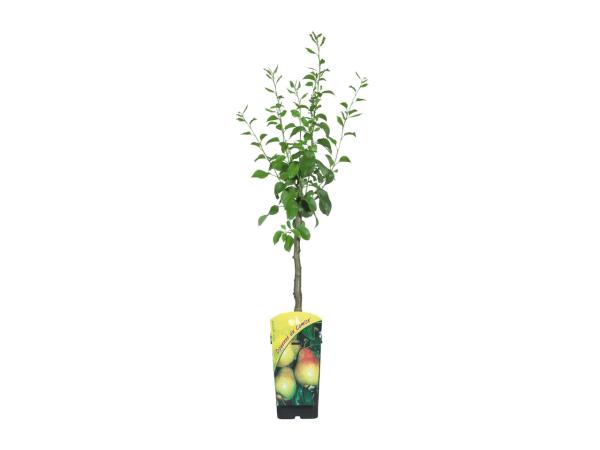 Dwarf Fruit Tree