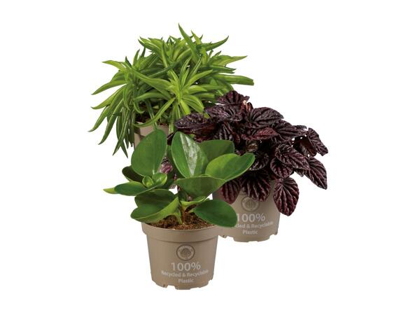 Peperomia
