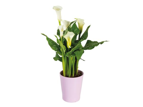 Calla in Ceramic