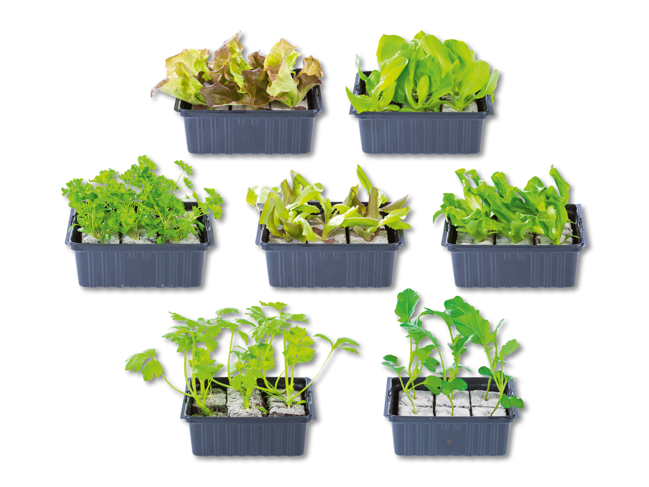 Plants de légumes