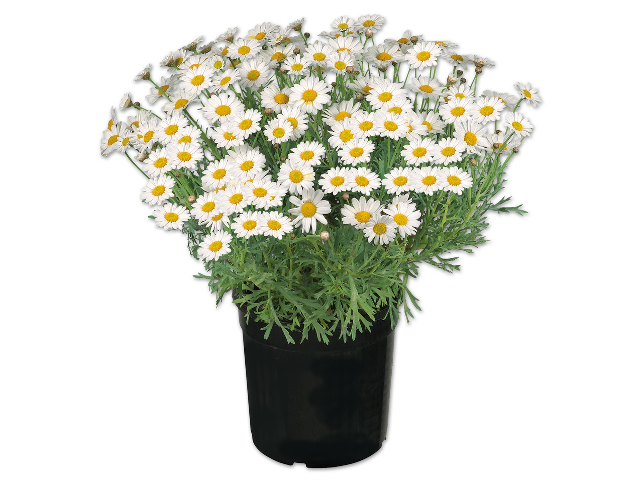 Margeritenbusch