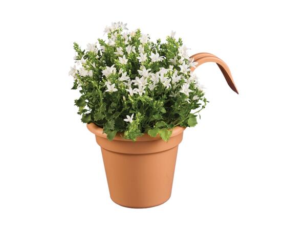 Balcony Hanging Plants