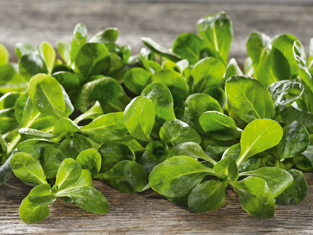 Vogerlsalat