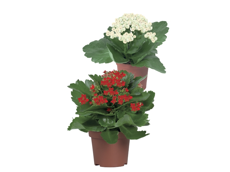 Mini Kalanchoe