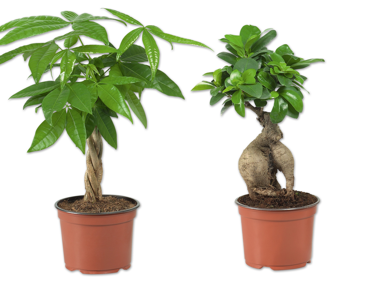 Ficus Ginseng oder Pachira