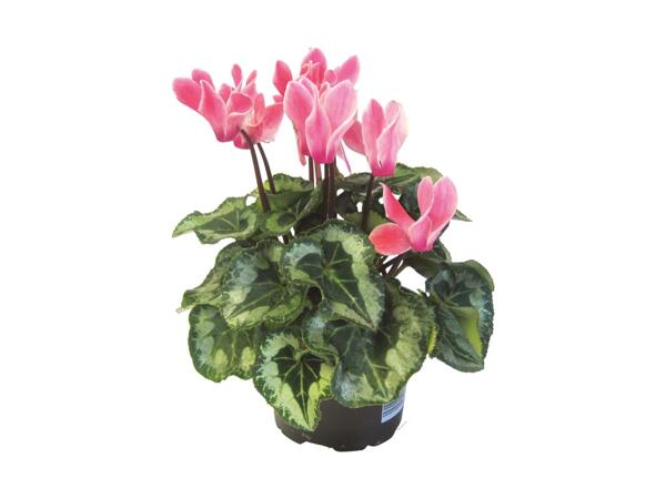 Mini Cyclamen