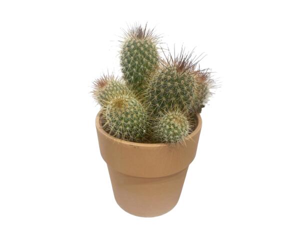 Cactus or Succulents