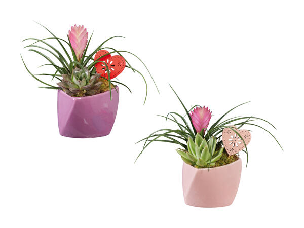 Plante dans un pot en céramique pour la fête des Mères