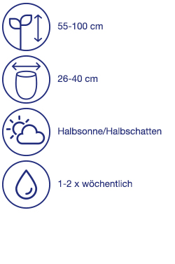 Buchsbaum