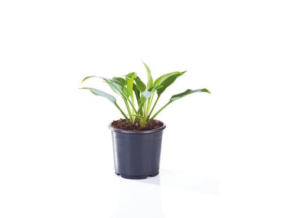 Funkia