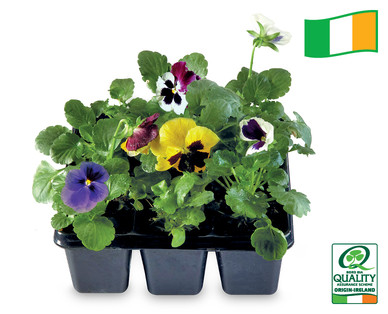 Irish Premium Bedding Plants