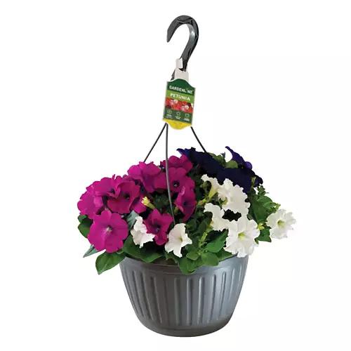 10" Hanging Basket - Assorted Varieties
