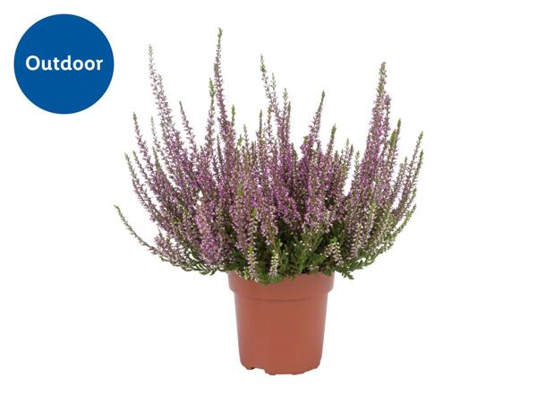 Autumn Heather