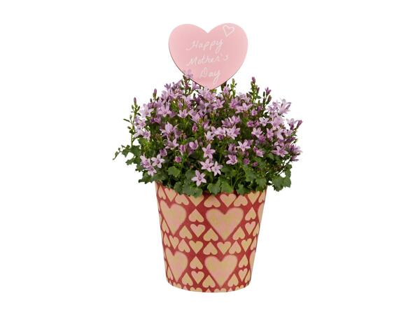 Campanula