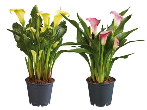 Calla
