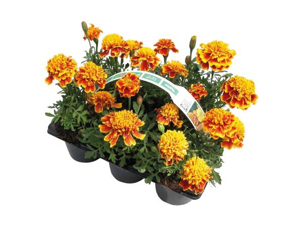 Bedplanter i 6‘er bakke