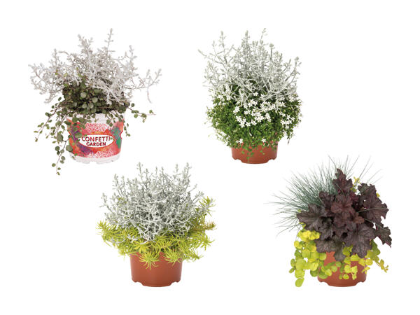 Confetti Garden Duo