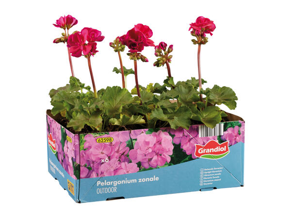 Upright Geraniums