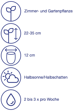 Sommerpflanze