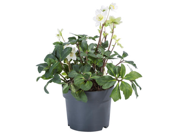Christmas Rose Helleborus