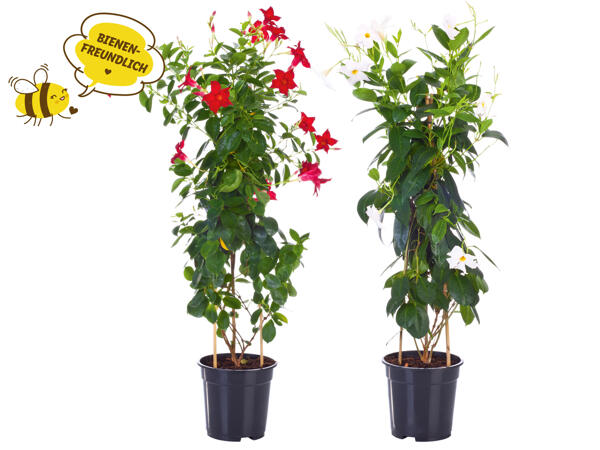 Dipladenia Sundaville Pyramide