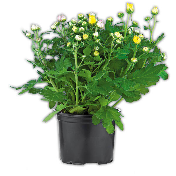 Chrysanthemen Trio