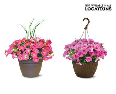Premium Flowering Plant Assorted Varieties