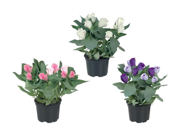 Eustoma