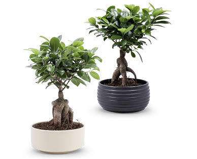 Bonsai