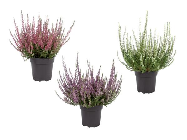 Bruyère (Calluna vulgaris)