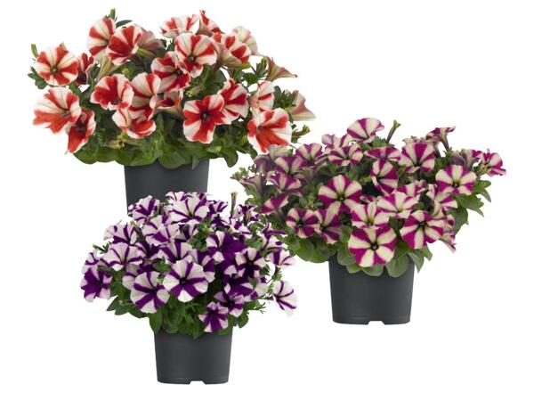 Petunia