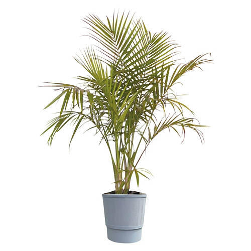10" Assorted Foliage