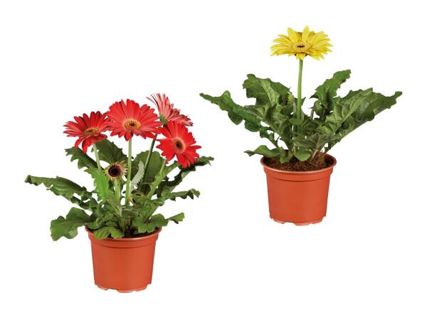 Plantes à fleurs de saison
