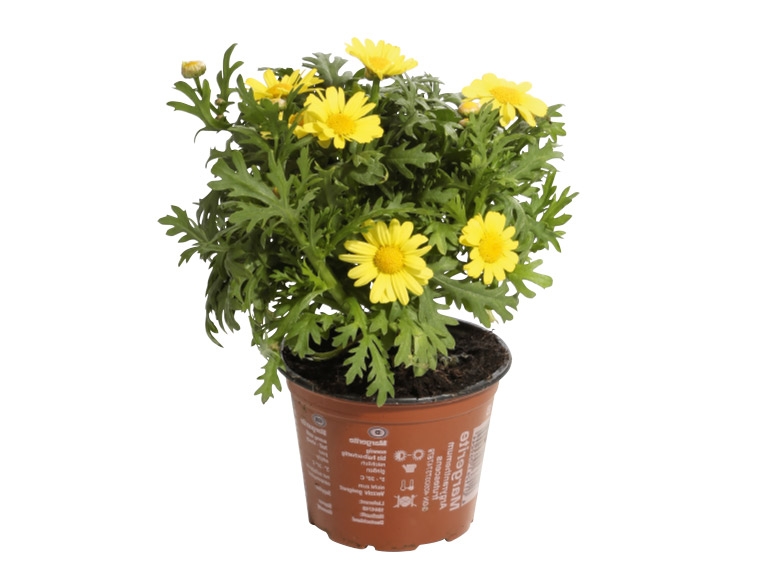 Marguerites