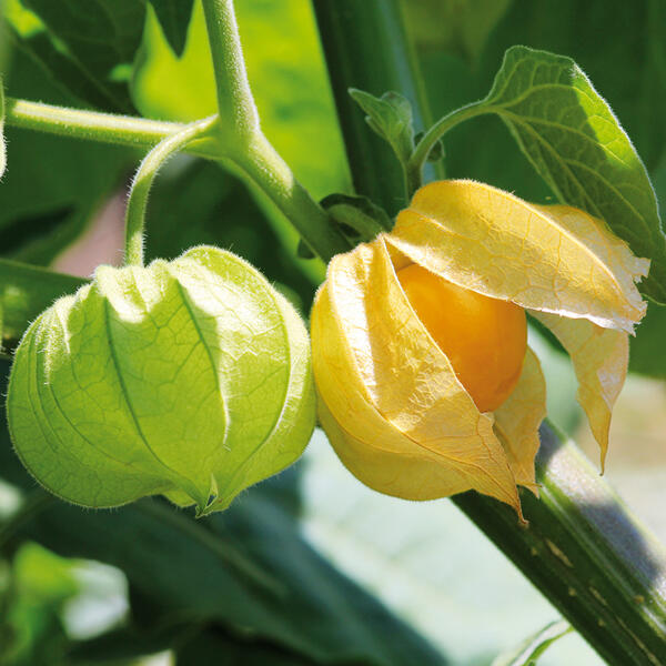 Physalis-Kapstachelbeere