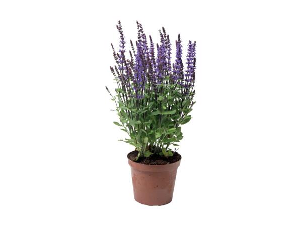 Staudeplante