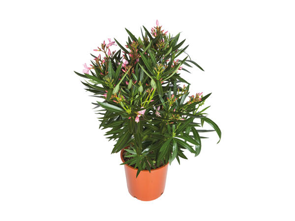 Oleander
