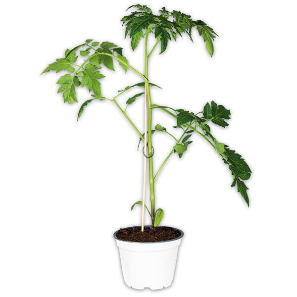 Tomatenpflanze